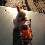 healthy grocery rabbit