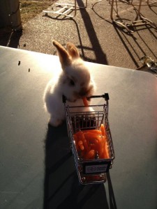 healthy grocery rabbit