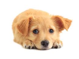 All of the image I could think of for waist-to-hip ratio are cliche charts and photos of fruit wrapped in a measuring tape, so here is a puppy instead who is concerned about your well-being.